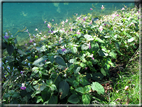 foto Lago di Levico